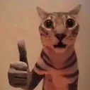shockedcatThumbsup