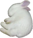 flop
