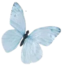 006f_butterfly