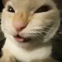 cathehe