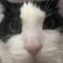 AngyCarStare