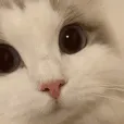 catlookright