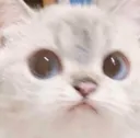 SA_cat