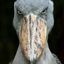 shoebill