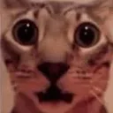shockedcat