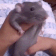 V_RatDance animated emote from Vulcan