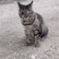 catFlip catFlip