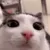 GS_catboba GS_catboba