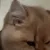 GS_catriv