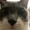 catstare