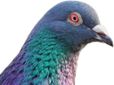 peekigeon
