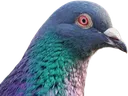 peekigeon