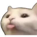 bleh