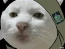 NET_no