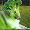 brocoli