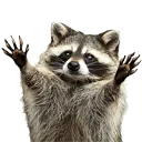 raccoonpraise