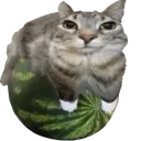 watermeloncatto