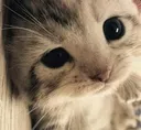 cat cat