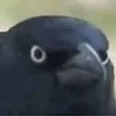 crow