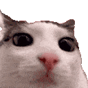 cat_blink
