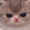 Cat_MichiMolesto