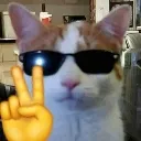 gatopaz