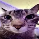 catstare_butworse