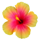 Dflower Discord emoji