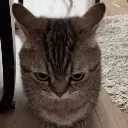 evil_cat