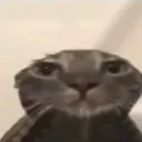 TEA_cat_chiuroi