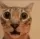 fuckeduplookingcat