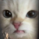 cb_glare_cat Discord emoji