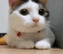 2470catdisagreeing animated emote from Madras Gaming Society