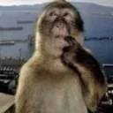 monkethink