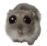 sadhamster