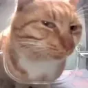 Sus