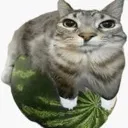 Watermeloncat Watermeloncat