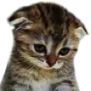 sadcat