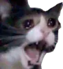 cat_aaahhhhh cat_aaahhhhh