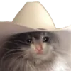 meowdy