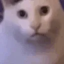 catHuhh