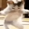 DanceCat