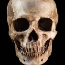 realisticskull