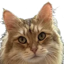 catstare catstare