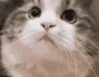cat_nod_sammy