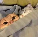CatSleepingtogether