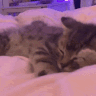 CatSleepinn