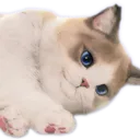 PsyCat_Lay