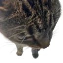 zigfried