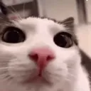 kitty